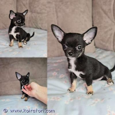 MYYDääN chihuahua www.koiratori.com-ilmoitus Lyhytkarvainen chihuahuan poikapentu etsii rakastavaa kotia.ikä 2,5 kk. Minikoko.sosiaalinen,reipas ja ihmisrakas pikkuinen. On tottunut lapsiin ja sopisi hyvin rakastavaan kotiin lemmikiksi, kaveriksi ja kotikoiraksi.pentu luovutetaan asianmukaisesti rokotettuna, madotettuna ja sirutettuna. Mukaan tulee pentupaketti, ohjeita pennun hoidosta, rokotusohjeita ja sopimus pennun kaupasta. pikkuinen sopisi hyvin rakastavaan perheeseen lemmikiksi, kaveriksi ja kotikoiraksi.lisätietoja voi saada sähköpostitse /puhelimitse. 
