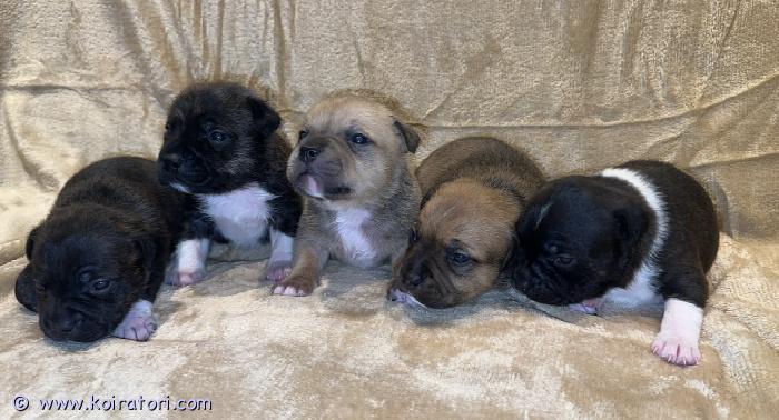 myydään staffordshirenbullterrieri www.koiratori.com-ilmoitus Pentujen emän virallinen nimi: adelheidstaff star from futurepentujen isän virallinen nimi: avengedby chubby skagomia rakastavia kotejaan etsii upeat staffordshirenbullterrierin pennut. Pentueessa on yhteensä 5 pentua, joista 3 urosta ja 2 narttua. 1. Narttu musta brindle valkoisin merkein.2. Narttu musta brindle valkoisin merkein.3. Uros musta brindle valkoisin merkein.4. Uros fawn valkoisin merkein. 5. Uros punainen valkoisin merkein. pennut ovat syntyneet 15.12.2025 ja ovat valmiita muuttamaan uusiin koteihin 2.2.2026 alkaen, kun luovutusikä täyttyy. Pennut kasvavat kotona tottuvat normaaleihin arjen ääniin, käsittelyyn ja ihmisiin. Tavoitteena on antaa pennuille mahdollisimman hyvä alku elämään, jotta niistä kasvaa tasapainoisia ja sosiaalisia koiria. Luovutettaessa pennut ovat eläinlääkärin tarkastamia, sirutettuja, madotettuja ja rekisteröityjä.staffordshirenbullterrieri on tunnettu uskollisuudestaan, rohkeudestaan ja perheystävällisyydestään. Rotu sopii aktiiviseen kotiin, jossa koiralle on aikaa, liikuntaa ja johdonmukaista kasvatusta.pennut luovutetaan vain vastuullisiin ja huolehtiviin koteihin. Kerrothan yhteydenotossa millaiseen kotiin pentu olisi tulossa.lisätietoja, saat ottamalla yhteyttä.