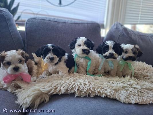 myydään havanese www.koiratori.com-ilmoitus Tervehdys,pentueessamme on viisi suloista pentua syntyneet 30.12.2025. Pennut ovat adoptoitavissa 17.2.2026.pentueessa on kolme narttua ja kaksi urosta.äiti on lhasa apso-havana sekoitus ja isä on havanalainen. Emo painaa noin 7 kg ja isä 5-6 kg, joten pentujen arvioitu aikuisen koko on noin 5-7 kg.pennut ovat erittäin lempeitä, sosiaalisia ja perhekeskeisiä koiria, jotka haluavat olla mukana kaikessa arjessa. Ne sopivat hyvin niin rauhallisiin arjen askareisiin kuin esimerkiksi retkeilyyn, retkeilyyn ja matkustamiseen.vaikka koirat ovat kooltaan pieniä, ne ovat kestäviä ja kestävät pidempään ulkoiluun, kuten vuoristossa tai metsässä kävelyä. Toisaalta he nauttivat myös lyhyemmistä kävelyretkistä. Tämä on erittäin monipuolinen rotuyhdistelmä.pennut ovat karvattomia ja hypoallergeenisia, mutta tämä tarkoittaa myös sitä, että turkki vaatii säännöllistä hoitoa ja leikkausta. Pidämme omia koiriamme melko lyhyessä turkissa ja trimmaamme ne täysin noin 3-4 kertaa vuodessa. Mitä pidempi turkki, sitä enemmän se vaatii harjausta ja hoitoa.pennut ovat tällä hetkellä 7 viikon ikäisiä ja ovat vähitellen tottuneet erilaisiin ääniin ja ympäristöihin. He oppivat arjen ääniä, kuten pölynimurin, television ja trimmerin ääntä.alamme myös totutella niitä turkinhoitoon:– harjaus– kynsien leikkaus– uiminen– vartalon ja hampaiden hoitotämä helpottaa huomattavasti siirtymistä uusille omistajille.keskitymme myös sisäpuhdistuksen perusteisiin ja ulkoiluun. Pennut ovat tottuneet erilaisiin ulkoilmaympäristöihin ja -pintoihin.pennut kasvavat kotonamme lasten ja nuorten kanssa ja ovat tottuneet muihin eläimiin, kuten koiriin, kissoihin, kaneihin ja kanoihin. Siksi he ovat hyvin sosiaalisia antautumishetkellä.käytämme koulutuksessamme vain positiivista vahvistusta ja palkintoja.ennen luovuttamista pennut:• käydä eläinlääkärintarkastuksessa• saada rokotukset• saada terveystodistus• on säännöllisesti madotettumuuttaessaan pennut saavat:• kaulus ja talutushihna• tuttua ruokaajos olet kiinnostunut pennuistamme, pyydämme sinua kertomaan itsestäsi ja millaisen kodin voisit tarjota pennulle.