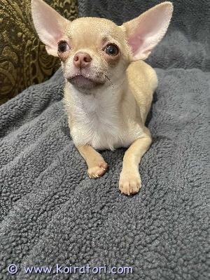 MYYDääN chihuahua www.koiratori.com-ilmoitus Four chihuahua puppies are for sale. Two boys are a longhaired cream color and one is a smooth-haired black color. The boys were born on december 30th and will go to their new homes in early march. The girls are mini-sized and fawn. The longhaired one was born on may 19th, 2025, and weighs 1720 grams today. The smooth-haired one was born on august 31st, 2025, and weighs 1270 grams today. They have received all vaccinations, including a rabies shot, a europass, and a microchip. The girls are ready for their new homes.