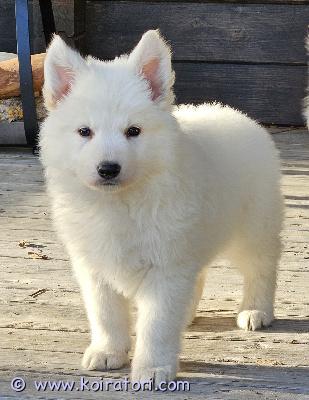 myydään paimenkoiramix www.koiratori.com-ilmoitus Omaa rakastavaa kotia etsii juuri luovutusikään tullut paimenkoiran urospentu. Syntynyt 13.2.2026. Pentu on kasvanut tupakeittiössä keskellä arjen touhuja. Pentueen vanhemmat ovat terveitä ja hyvä luonteisia kotikoiria. Pentu myydään eläinlääkärin terveeksi tarkastamana, madotettuna ja sirutettuna. Pentu saa mukaansa tuttua ruokaa ja hoito-ohjeet. Pentu myydään vain hyvään loppuelämän kotiin. Aikuiskoko noin 30 kg. Ei osamaksua. Yhteydenotot viestitse epäsäännöllisen työn takia.