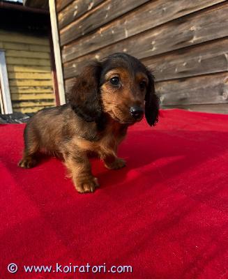 myydään kääpiömäyräkoira www.koiratori.com-ilmoitus Syntynyt 15.02.2026sirutettu , madotettu , el lääkkääritodistut, ei kennelrekisteröytu
