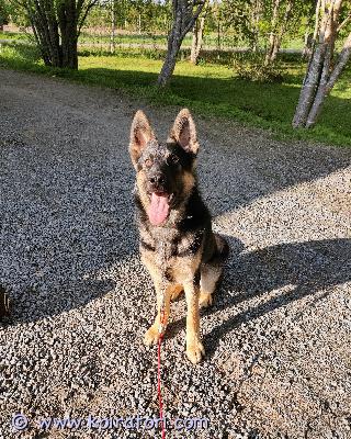 myydään saksanpaimenkoira www.koiratori.com-ilmoitus Leikattu uros, syntynyt suomessa 7.10.2022.sirutettu 18.11.2022.rokotukset kunnossa, viimeisin rokotus 25.4.2024.lapsiperheessä kasvanut reipas ja energinen nuori koira. tarvii kokeneen omistajan, jolla ymmärrystä ja aikaa haasteisiin kuten remmilenkit ja vastaantulijat.uusi koti ainoastaan omakotitalosta, ei pieniä lapsia, kissoja tai pieniä koiria. (vauhtia sen verran ettei aina osaa varoa).peruskoulutettu ja hoitotoimenpiteet onnistuu moitteettomasti.harvoin joutunut olemaan pitempiä aikoja yksin kotona.