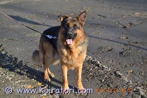 MYYDääN saksanpaimenkoira www.koiratori.com-ilmoitus Mustaruskea rekisteröity saksanpaimenkoirauros omakotitaloon tai maalle. Ikää on tällä hetkellä 1v 11 kk. Toinen korva on pehmeä eli ei ole vielä noussut pystyyn.

kaapo on hyväluonteinen ja tulee toimeen kaikkien kanssa, myös kissan. Siitä huolimatta edellytämme ostajalta kokemusta saksanpaimenkoirista sekä johdonmukaisuutta koiran kanssa elämiseen.

lonkat b/b, kyynärnivelet 0/0, selkä ltv1. Ollut ikänsä terve.

se on asunut koko elämänsä kasvattajan luona karttulassa, joten ei ole palautunut takaisin eikä todellakaan ole ongelmakoira.

tiedustelut soittamalla, kiitos.
