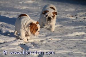 MYYDääN englanninbulldoggi www.koiratori.com-ilmoitus Etsitään rakastavaa kotia neljälle urospennulle. Myydään vain hyviin koteihin, jotka osaavat huolehtia näistä rotupennuista oikein! 

pennut ovat syntyneet suomessa 14.08.2021. Ne ovat aktiivisia ja niiden kivekset ovat laskeutuneet. Pennut ovat säännöllisesti madotettuja ja rokotettuja. Ne ovat rekisteröitynä suomessa, sirotettuja ja tarkastettu eläinlääkärillä (todistus löytyy). 

luovutus on jo käynnissä. Mukaan saa pentuohjeet, todistukset ja pentutarvikkeet, kuten lelut, kupit jne. 

kerromme mielellämme lisää ja lähetämme lisää kuvia whatsapin/sähköpostin/tekstiviestien kautta. Varausmaksu on 300 euroa (peruutuksesta varausmaksua ei palauteta). Ei osamaksua.