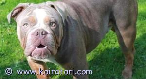 MYYDääN vanhaenglanninbulldoggi www.koiratori.com-ilmoitus Olde eli vanhaenglanninbulldoggi vauvat terveistä, hyväluonteisista vanhemmista. Olde on englanninbulldogista huomattavasti terveempi ja pitkäikäisempi vaihtoehto joka jalostettu omaksi rodukseen. Kooltaan ja luonteeltaan samankaltainen kuin englanninbulldoggi mutta jaksaa lenkkeillä ja telmuta paremmin sillä oldeilla ei ole esim hengitysvaikeuksia eivätkä ole niin raskasrakenteisia. Ovat myös hyvin oppivaisia bulldoggimaista itsepäisyyttä unohtamatta. Pennut luovutetaan useasti madotettuina, mikrosirutettuina, ell tarkastamina ja rekisteröityinä, hyviin, huolehtiviin loppuelämän koteihin. Pentujen mukana tulee myös kasvattajan tuki aina tarvittaessa koko elämän ajan. Suosittelen lämpimästi perehtymään rotuun ja kerron siitä myös mielelläni, sillä suomenkielistä tietoa ei ole kovin paljon tarjolla. Kerrothan ensin sähköpostilla millainen koti sinulla olisi tarjolla. Vapaana vielä merle värinen uros ja musta narttu. Kuvassa pentujen isä. 