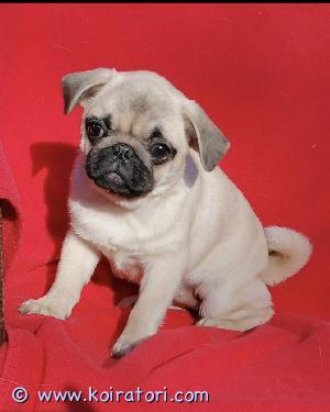 MYYDääN mopsi www.koiratori.com-ilmoitus Myynnissä 4 kk ikäinen mopsi tyttö. Pentu on luovutusikäinen ja valmis muuttamaan uuteen kotiin. Sirutettu el.lääkäri tarkastettu, madotettu, rokotukset. Ei ole rikisteröity. Pentu on reipas, aktiivinen, innokas, tulee toimeen muiden koirien kanssa. 