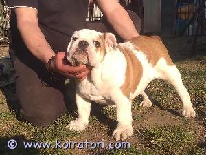 MYYDääN englanninbulldoggo www.koiratori.com-ilmoitus Ihana 11vk herrasmiehen alku etsii omaa kotia.
rek., rok., eupassi.

lisätietoja saa tunnistettavalla nimellä/numerolla kysyville ????