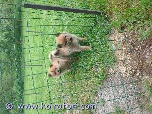 MYYDääN suomenpystykorva www.koiratori.com-ilmoitus Myydään suomen pystykorvan pennut uros ja narttu pennut myydään el tarkistaminen ja sirutettuina,luovutus 10.7 molemmat vanhemmat ovat hyvä luonteisia metsästys koiria