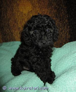 MYYDääN kääpiövillakoira www.koiratori.com-ilmoitus Myydään 10.09.2022 syntyneet kääpiökokoiset villakoiran pennut. Tulevat fix-rekisteriin. Kaikki kolme uroksia ja väriltään mustia. Emo vaalea aprikoosi ja isä musta. Luovutetaan uuteen kotiin sirutettuna, madotettuna ja tarkastettuna. Pennut tulevat luovutusikään 5.11.2022 jolloin ne ovat valmiita lähtemään uuteen kotiin. Soitathan jos olet kiinnostunut p. 0407072770
hinta: 1 600 euroa