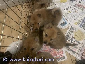 MYYDääN suomenpystykorva www.koiratori.com-ilmoitus Varattavissa suomen pystykorvan pentuja syntyneet 8.11.2022 vanhemmilla hyvät paperit ja riistaverisiä ja puhtaita rodultaan.
Vapaana vielä 3 urosta 
Lisätietoja saa pyydettäessä
Luovutus 8 viikkoisena.pennut sirutetaan ja tarkistetaan 20.12.2022

Puh: 040 2133336
Koirat sijaitsevat iisalmessa.