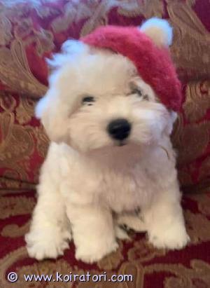 MYYDääN bichonfrise www.koiratori.com-ilmoitus Kotiaan etsii rekisteröity 5.11.2022 syntynyt uros pentu.
Pentu sirutettu ja asianmukaisesti rokotettu. Turkinhoitoon
 myös totutettu pienestä pitäen. Kysy lisää ja jätä yhteystietosi.