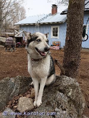 MYYDääN monirotuinen www.koiratori.com-ilmoitus Loppuelämän kotia etsii 2.5vuotias sekarotuinen narttukoira.Syntynyt suomessa 1/21. Etsinnässä koti jolla varmasti aikaa koiralle,olisi mielellään maaseudulla tai omakotitalo tarha mahdollisuuden kanssa sekä kodissa olisi toinen koira kaveriksi.( tulee toimeen kaikkien koirien kanssa, niin narttujen kun urostenkin) En myy rivi- tai kerrostaloon. Luovumme koirasta raskain mielin on kiltti ja hellyttävä kaveri. Lenkillä kulkee nätisti tosin alussa saattaa hiukan vetää mutta en ole opettanut pois koska on vetänyt sitten talvisin pulkkaa/kelkkaa jonkun verran.Ei rähjää remmissä. Koira on elänyt suurimman osan elämästään toisen koiran kanssa tarhassa mutta osaa olla sisällä hienosti sekä on sisäsiisti .Yksin en ole uskaltanut sisälle jättää. Aina ollut tarhassa omistajien ollessa pois kotoa Pärjää ulkona myös talvella paksun turkin ansioista. Koira on todella miellyttämisen haluinen ihmistä kohtaan ja tykkää olla paijattavana ja rapsutettavana. On myös tykännyt juosta pihassa/metsässä vapaan ja tulee kutsuttaessa takaisin. Osaa myös peruskäskyt. On elänyt lapsiperheessä ja rakastaa lapsia yli kaiken. Luopumisen syynä perheen lisäys,ajanpuute ja koira tarvitsee koirakaverin ettei ainoana koirana voi hyvin
Sirutettu,madotettu,rokotettu säännöllisesti