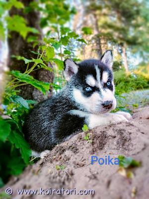MYYDääN husky www.koiratori.com-ilmoitus Siperian husky pennut varattavissa , syntyneet 16.05.2023 luovutus 17.07 alkaen,sirutetaan, madotetaan,käymme tarkastuksessa ennen luovutusta.Pentuja on 5 poikaa ja 2 tyttöä.Ruskealla tytöllä eriväriset silmät muilla on siniset.varausmaksu 100€ yhteydenotot watsappiin 0469697129 . Oripää.