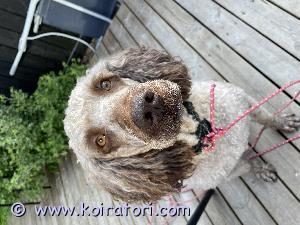 TARJOTAAN ASTUTUKSEEN vesikoira www.koiratori.com-ilmoitus Tarjotaan astutukseen 4 v espanjanvesikoira Harri. Alunperin espanjasta. Kyynärät 0/0 lonkat C/C , myös silmätutkimus tehty viime keväällä, ei todettu mitään vikaa. Oikein kiltti ja lojaali kaveri, luonne kohillaan.  Kokenut astuja. Hinta sovittavissa