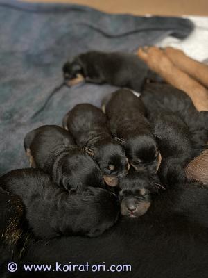 MYYDääN rottweiler www.koiratori.com-ilmoitus Suloisia ja sosiaalisia pentuja. Etsi uutta kotia 
Pennut syntynyt 8.7.2023 suomessa ja luovutetaan 8 - viikkoisena 3.9.2023
2kpl narttua 2kpl urosta jäljellä varattavissa.
Pennut ovat eläinlääkäri tarkistettuja
Pennut rokotetaan ensimmäisen kerran 12-viikon ikäisinä, rokottaminen tapahtuu uuden omistajan toimesta.
Pentujen vanhemmat eivät ole rekisteröityjä.
Pennut ovat tottuneet lapsiin sekä muihin eläimiin.
Varausmaksu 250 ja loppusumma 950 pentua haettessa.
Kysy rohkeasti lisää ja kerro millaiseen kotiin pentu olisi tulossa. ( varausmaksua ei palauteta jos kaupan peruuntuu)
Soitot sekä viestit voit tehdä numeroon 0468895845 
Turku