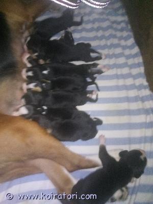 MYYDääN ajokoira www.koiratori.com-ilmoitus Varattavis
sa Ajokoiran Pentuja koepalkituista vanhemmista Ell, tarkastamina, sirutettuina