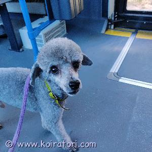 TARJOTAAN ASTUTUKSEEN kääpiövillakoirauros www.koiratori.com-ilmoitus Kennelliiton puhdasrotuinen rekisterikoira, jolla hyvä luonne. Ollut aina terveenä. Koko 29cm ja 3,5kg. Kokenut herrasmiesastuja. Tarjolla myös muun rotuisille tytöille. Tied.vain soittamalla.