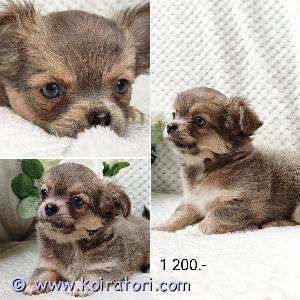 MYYDääN chihuahua www.koiratori.com-ilmoitus Pitkäkarvainen chihuahuan tyttöpentu etsii rakastavaa kotia. 
Ikä 2 kk.Todella sosiaalinen, reipas ja ihmisrakas pikkuinen. On tottunut lapsiin ja sopisi hyvin rakastavaan kotiin lemmikiksi, kaveriksi ja kotikoiraksi. Molemmat vanhemmat ovat sosiaalisia, terveitä ja hyväluonteisia kotikoiria. Pentu luovutetaan asianmukaisesti rokotettuna, madotettuna ja sirutettuna. Mukaan tulee pentupaketti, ohjeita pennun hoidosta, rokotusohjeita ja sopimus pennun kaupasta. 
Vain pysyvään ja hyvään kotiin! Pentu ja pennun vanhemmat sijaitsevat tallinnassa. Kun sopiva koti löytyy, on mahdollista neuvotella myös toimitus mahdollisuudesta helsinkiin.