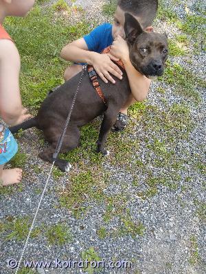 MYYDääN pitbull www.koiratori.com-ilmoitus UUTTA KOTIA MUUTTUNEEN ELÄMÄN TILANTEEN VUOKSI ETSII 7KK PITBULL NARTTU 

PENTU ON HYVÄ LUONTOINEN ASUSTELLUT LAPSI PERHEESSÄ SYNTYMÄSTÄÄN SAAKKA 
PENTU OSAA JOITAIN PERUSKÄSKYJÄ 
 TULEE TOIMEEN MUIDEN KOIRIEN KANSSA 
LEIKKISÄ JA MUUTENKI ELOISA PENTU SISÄSIISTEYS 
HALLUSSA TOKI VAHINKOJA  VIELÄ SAATTAA KÄYDÄ
PENTU ELÄINLÄÄKÄRIN  TARKASTAMA SEKÄ MADOTETTU USEAAN KERTAAN. UUSI KOTI VALITAAN TODELLA TARKASTI VAIN HYVÄÄN JA PYSYVÄÄN KOTIIN 
LISÄTIETOA PUHELIMITSE  
