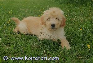 MYYDääN sekarotuinenvillakoira www.koiratori.com-ilmoitus Pennut ovat syntyneet 05.04.2023. Kaikki ovat tarkistettuja eläinlääkärissä ja todettu terveiksi. Kaksi urosta vielä. Uudelle omistajalle tulee tarkastus todistus mukaan. Pennut ovat kaikki madotettuja. Emä on sekarotuinen villakoira ja isä kääpiövillakoira. Ei osamaksua