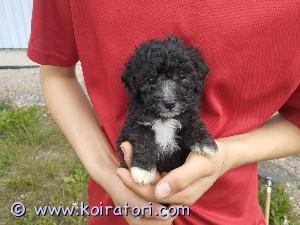 MYYDääN kääpiövillakoira www.koiratori.com-ilmoitus Myydään kääpiövillakoira/bichon frice uros pentu sirutettuna madotettuna ja eläinlääkärin tarkastamana koiravirastoon rekisteröinti 