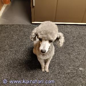 TARJOTAAN ASTUTUKSEEN kääpiövillakoirauros www.koiratori.com-ilmoitus Erittäin hyväluontoinen uros, joka on n.29cm ja 3,5kg. Kennelliiton puhdasrotuinen rekisterikoira. Ollut aina terve. Kokenut astuja, jolle myös muun rotuiset tytöt tervetulleita.