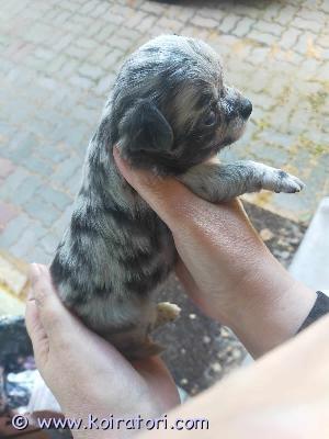 MYYDääN chihuahua www.koiratori.com-ilmoitus 12.6 Suomessa syntynyt sinimerle tyttö. Terveistä vanhemmista (nähtävillä). Luovutus alkaen 7.9 8-viikkoisena