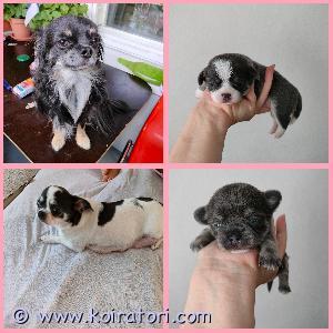 MYYDääN chihuahua www.koiratori.com-ilmoitus  Ihania chihuahuan pentuja syntyi 23.7.2023. Kaksi poikaa  Pennut ovat muuttovalmiita uuteen kotiin 10 viikon iässä 01.10.2023. Muuttohetkellä tulee olemaan  mikrosirutettuja,  lääkärin tarkastuksissa käyneet ja rekisteröidyt.Pennun varausmaksu on 200 euroa .
Pennut.1200€
Vanhemmilla on sukutaulu Pennut merkitään ruokarekisteriin