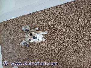 MYYDääN sekarotuinen www.koiratori.com-ilmoitus Bono 3v. etsii uutta kotia. Harrastettu tokoilua ja lenkkeilyä. Kiltti ja helppo koira, ilman ongelmia ja allergioita. Tulee toimeen lasten ja muiden koirien kanssa. Luovumme oman elämäntilanteen muuttumisen takia.