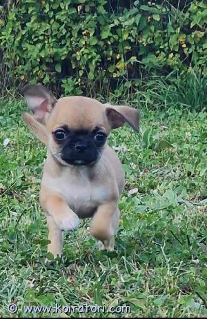 MYYDääN chihuahua www.koiratori.com-ilmoitus Myydään Chihuahuan pentu narttu, lyhytkarvainen, syntymäpäivä 21.6.2023. Pennulla on mikrosiru, iän mukainen rokotus, eurooppalainen eläinpassi. iloinen ja aktiivinen pentu on valmis lähtemään uuteen kotiin. Toimitusvaihtoehtoja on. Näin lisää kuvia yksityisviestissä, viberissä tai whatsappissa