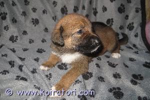 MYYDääN sekarotuinen www.koiratori.com-ilmoitus Pentu syntynyt 5.8.23 Suomessa. Vanhemmat monirotuisia terveitä kotikoiria. Pentu käy ennen luovutusta eläinlääkärin tarkastuksessa, sirutetaan ja rekisteröidään koirarekisteriin. Madotus säännöllisesti 2,4 ja 6 viikon ikäisenä. Luovutus mahdollista 23.9.23 alkaen. Hinta 800 EUR, varausmaksu 150 EUR. Pentua voi käydä katsomassa kun aikataulusta sovitaan.