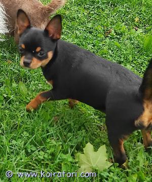 MYYDääN chihuahua www.koiratori.com-ilmoitus Tytöt etsivät uutta kotia.Heillä on siru,rokotukset ja europassi.Iloisia ja aktiivisia.Vaippaan ja kadulle tottuneita.Etsimme tytöille ystävällisiä ja välittäviä käsiä.