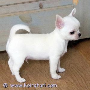 MYYDääN chihuahua www.koiratori.com-ilmoitus Magnificent boy 3 months old, smooth coat, cream. Absolutely no defects, scissors bite, short nose, stop 90 breasts, perfect apple head, excellent pigment, strong body, excellent lineage. A puppy with a wonderful temperament, cheerful, brave, active. Parents are health tested. The puppy is registered with the Estonian Kennel Union. Has all the necessary documents (pedigree, europassport, contract).
