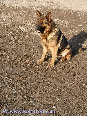 MYYDääN saksanpaimenkoira www.koiratori.com-ilmoitus Myynnissä Saku tyttö. Kiltti kaikkien lasten kaveri. Ei omaa vahtiviettiä, saalisvietti voimakas. Ei tule toimeen kissojen kanssa. Myydään vain maalle. 