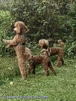 MYYDääN villakoira www.koiratori.com-ilmoitus Leluvillakoira. Eurooppapassi, mikrosiru, kaikki rokotukset. Valmiina lähtemään uuteen kotiin. Lahjaksi: ruoka, säilykkeet, vitamiinit, lelu, pallo, shampoo, sänky. Pentu Helsingistä.Virallinen laen Zoolinia.