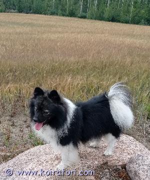 TARJOTAAN ASTUTUKSEEN mittelspitz www.koiratori.com-ilmoitus Kiltti mitteli etsii morsianta. 