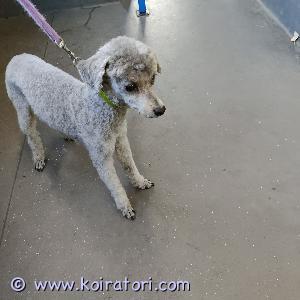 TARJOTAAN ASTUTUKSEEN kääpiövillakoirauros www.koiratori.com-ilmoitus Kennelliiton suomalainen rekisterikoira, koka on n.29cm ja 3,5kg. Erittäin hyvä luonne, eikä räksytä. Ollut terve. Kokenut astuja ja muut rodutkin tervetuloa!