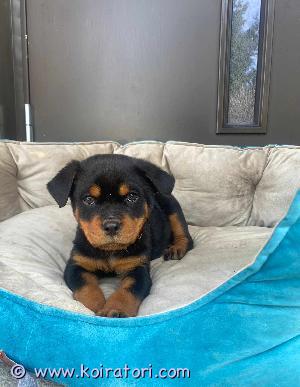 MYYDääN rottweiler www.koiratori.com-ilmoitus Pennut syntyneet 15.8.2023.
eläinlääkäritarkastettu,madotettu,sirutettu. Valmiina muuttamaan omiin koteihin 15.10.
Tottunut kotielämään,lapsiin,kissoihin ja koiriin,elävät mukana meidän arjessa.Valitettavasti ei osamaksua.
