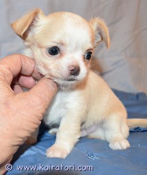 MYYDääN chihuahua www.koiratori.com-ilmoitus Myydään 25.08.2023 syntyneet Chihuahua urospentu,pitkäkarvainen  pentu.Hampaat 6x6, saksipurenta. Todella iloinen ja ystävällinen! pennulla on asiakirjat fci/ekl, vientisukutaulu. Pentu on rokotettu, mikrosiruttu, EU-passi ja kauppasopimus. Pennun vanhemmat tutkivat polvet - PL 0/0. Tarvittaessa voin tuoda pennun Helsinkiin.
puh.: +372 58145406
t-work@hotmail.com