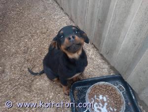 MYYDääN rottweiler www.koiratori.com-ilmoitus Pentuja kaupan kahdesta pentueesta hyvään kotiin käteismaksulla. Myydään tarkastettuna sirutettuna ja madotettuna, lisäksi matolääke mukaan pennulle.  Rekisteröidään ostajan niin halutessa.