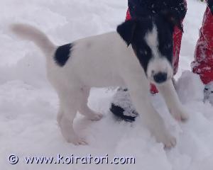 MYYDääN terrieri www.koiratori.com-ilmoitus Myydään puhdasrotuisia sileä karvaisia kettuterrierin pentuja. Syntyneet 4.9.2023 Suomessa.Eläinlääkärin tarkastamat, sirutettu, madotettu asianmukaisesti. Erittäin aktiivisista vanhemmista, ihmis ystävällisiä terhakkaita pentuja. Vapaana 1uros ja 2narttua Luovutettavissa heti. Paperit on. Soittamalla lisätietoja: 0449750293/ Asko
Paikkakunta: Perho