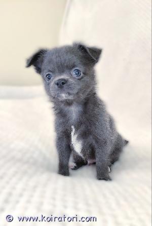 MYYDääN chihuahua www.koiratori.com-ilmoitus Pitkäkarvainen chihuahuan poikapentu etsii rakastavaa kotia. 2kk. 
Harvinainen väri - sininen. Todella sosiaalinen, reipas ja ihmisrakas pikkuinen. On tottunut lapsiin ja sopisi hyvin rakastavaan kotiin lemmikiksi, kaveriksi ja kotikoiraksi. Molemmat vanhemmat ovat sosiaalisia, terveitä ja hyväluonteisia kotikoiria. Pentu luovutetaan asianmukaisesti rokotettuna, madotettuna ja sirutettuna. Mukaan tulee pentupaketti, ohjeita pennun hoidosta, rokotusohjeita ja sopimus pennun kaupasta. 
Vain pysyvään ja hyvään kotiin! Pentu ja pennun vanhemmat sijaitsevat tallinnassa. Kun sopiva koti löytyy, on mahdollista neuvotella myös toimitus mahdollisuudesta helsinkiin.