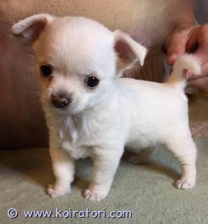 MYYDääN chihuahua www.koiratori.com-ilmoitus Myydään chihuahua uros pentu, hoitavaan kotiin. Hän on pitkakarvainen, iloinen pentu, sukutaululla, sopi hyvin rakastavaan perheeseen lemmikiksi, kaveriksi. Hän voi mennä uuteen kotiinsa joulukuun lopulla
 Jos olet kiinnostunut, ole valmis esittelemään itsesi ja perheesi, koska haluan valita parhaan kodin ja sopivimman perheen.
