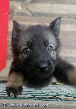 MYYDääN saksanpaimenkoira www.koiratori.com-ilmoitus Käyttölinjaisen saksanpaimenkoiran pentuja
Emä: Latvian tuonti, jonka kaksi veljeä myös Suomessa. Toinen poliisilla virka koirana ja toisella kilpaillaan suojelussa. Emällä on kilpailtu Latviassa ykkösen verran suojelussa. Bahia Oger Schloss igp1
Isä: Octifein Rocco igp2
Oma Koiramme, jonka olemme ostaneet meille ihan pikku pentuna ja jolla on ystävämme kilpaillut. Rocco on ollut perusterve. Näiden vuosien aikana vain yksi bakteeriperäinen korvatulehdus. Ei kutinoista, eikä kupsutuksia. 
Molemmat vanhemmat siis tavattavissa meillä täällä.ja ovat avoimia ja ystävällisiä.
Pennut ovat syntyneet 30.10 ja tulevat luovutusikään viikolla 51. 