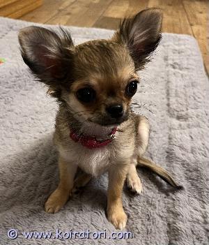 MYYDääN chihuahua www.koiratori.com-ilmoitus Hyvään kotiin saatavilla kaunis ja reipas chihuahuatyttö.
kaikki toiminnat ja paperit kunnossa.
Vaan hyvään kotiin.