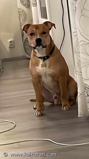 MYYDääN pitbullamstaffmix www.koiratori.com-ilmoitus Myydään Pitbull/AmStaff rakastavaan loppuelämän kotiin. 

Koira on syntynyt 13.7.2023 eli on 11kk ikäinen. Koira  tuli meille pentuna, 9 viikkoisena. Luonteeltaan se on todella aktiivinen ja hyvin sosiaalinen sekä tulee toimeen myös lasten parissa. Koira on sisäsiisti ja osaa myös peruskomennot. 
Rodun ja aktiivisuuden myötä koira ei sovellu kerrostalo asumiseen. 
Koira on sirutettu, madotettu sekä  rokotuspassi löytyy. Vanhemmat hyvätapaisia ja terveeksi kuvattuja koiria. Ole rohkeasti yhteydessä ja kerro itsestäsi! Koiraa pääsee myös katsomaan ja tutustumaan.