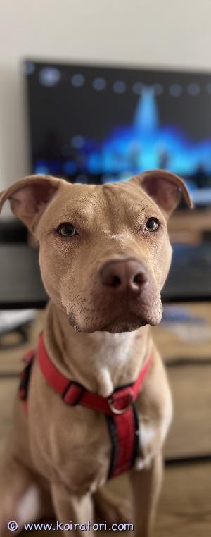 MYYDääN pitbull www.koiratori.com-ilmoitus Bruno (s. 5.2.2023) etsii uutta loppuelämän kotia. 

Luonteeltaan Bruno on fiksu, kiltti, leikkisä ja uskollinen. Aktiivinen, mutta nauttii välillä myös vaan löhöillä. Osaa peruskäskyt ja oivaltaa nopeasti uudet temput, ruokamotivoitunut. Ruokavalio ollut viljaton, saa niistä kovaa kutinaa ja kanasta mennyt vatsa sekaisin. 
Matkustaa autossa rauhallisesti.
Meillä asustellut narttu koiran ja taaperon kanssa sulassa sovussa. Muiden koirien kanssa ei voi taata että tulisi toimeen. 

Brunolla on eroahdistusta, jota ollaan yritetty ammattilaisten voimin kitkeä pois. Tilanne on sitkeän koulutuksen avulla parantunut huomattavasti, muutoin on sisäsiisti mutta edelleen jonkinverran tekee tarpeita sisälle yksin ollessaan, haukkuu ja/tai vinkuu, on levoton ja etsii tuhottavaa. Kodin irtaimistoa ei ole kuitenkaan ikinä hajoittanut. Häiriintyy ajoittain kovasti kerrostalossa kuuluvista äänistä. 

Näiden perusteella etsitään Brunolle kotia muualta kuin kerrostalosta, perheestä jossa on kokemusta bull-koirista ja ongelmakäyttäytymisestä ja mikä tärkeintä kotia jossa on aikaa, taitoa ja jaksamista kouluttaa.

Rokotettu, madotettu säännöllisesti.

Meidän tietojen mukaan Bruno on Pitbull/Amstaff mix. Isovanhemmat CH chinama Rom &
Castillio/Hemphill & Wilder, Old Family Rednose verilinjaa. 

Yhteydenotot ensisijaisesti whatsapissa/tekstiviestillä. 
EI TURHIA VIESTEJÄ & KOTIIN, JOSSA EI TOISIA KOIRIA!
Sisällytäthän viestiisi tarkasti kokemuksesi koirista ja ongelmakäytöksestä, millainen koti olisi tarjota jne. ??????