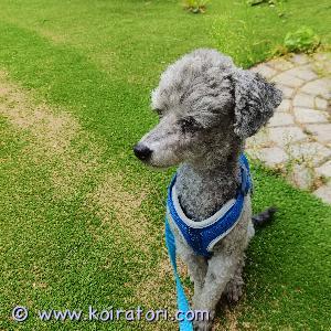 TARJOTAAN ASTUTUKSEEN kääpiövillakoirauros www.koiratori.com-ilmoitus Kennelliiton puhdasrotuinen suomalainen uros. Korkeus 29vm ja paino 3,5kg. Erittäin hyvä luonne. Kokenut astuja herrasmies. Myös muut rodut ok.