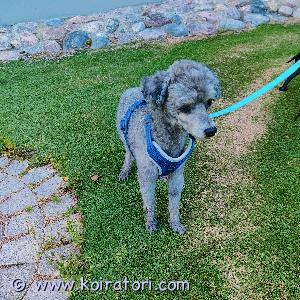 TARJOTAAN ASTUTUKSEEN kääpiövillakoirauros www.koiratori.com-ilmoitus Puhdasrotuinen paperillinen uros, joka on Suomessa syntynyt. Korkeus 29cm ja 3,5kg. Erittäin hyvä luonne. Ei räksytä turhia. Kokenut astuja. Myös muut rodut tervetuloa. Hyppymaksu 300€. 